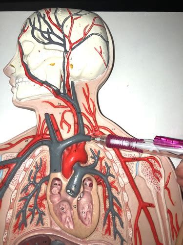 Arteries Veins Of Thorax Flashcards Quizlet