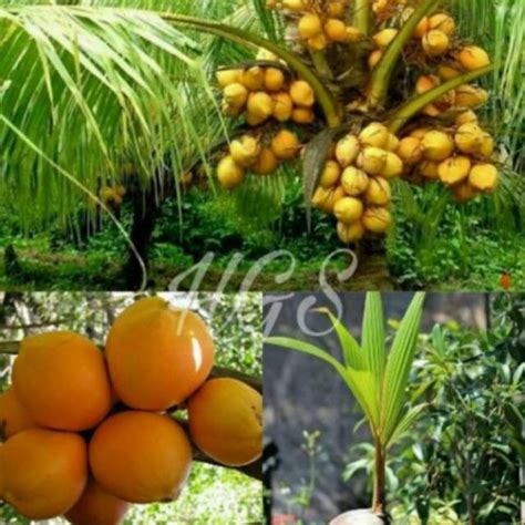 Jual PROMO Bibit Tanaman Buah Kelapa Gading Genjah Varietas Hibrida