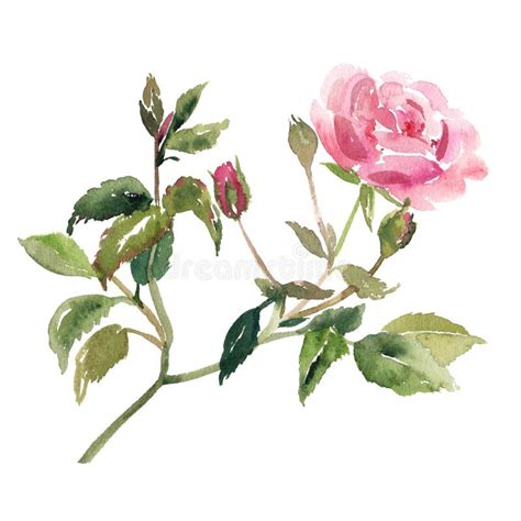 Watercolor Sketch Illustration Of Pink Rose Flower Stock Illustration