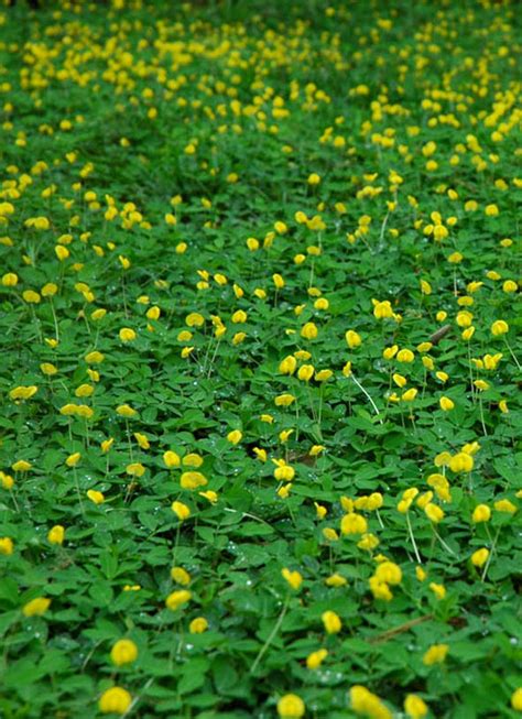 Arachis Pintoi Indoshe Cares