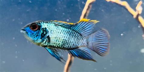 South American Cichlids: Complete Guide to Care, Breeding, Tank Size ...