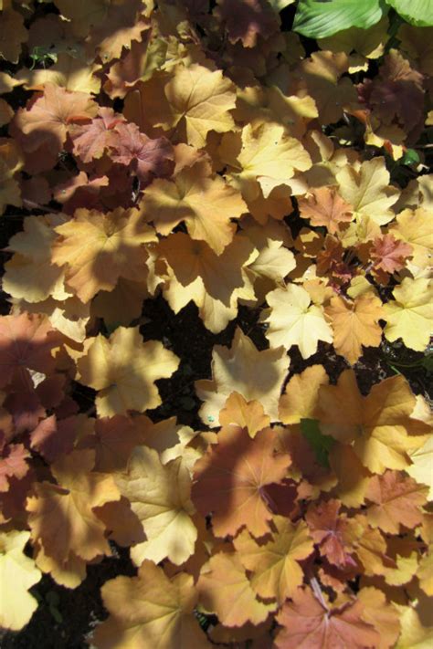 Heuchera Caramel Purperklokje Bloemenpark Appeltern