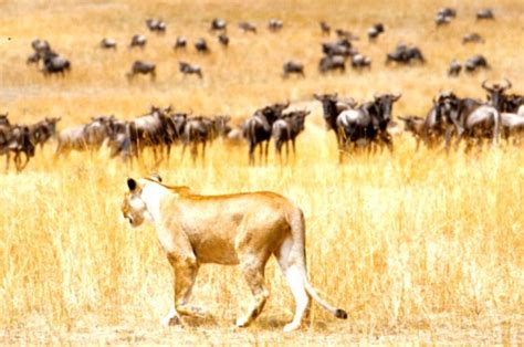 La lucha del León CONVIVENCIA DE LEONES Y BÚFALOS EN EL DELTA DEL