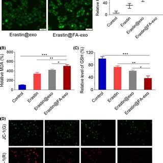 Erastin FAexo Caused Mitochondrial Dysfunction And Overgeneration Of