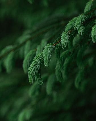 Leaves Branches Macro Shadows Blur HD Phone Wallpaper Peakpx