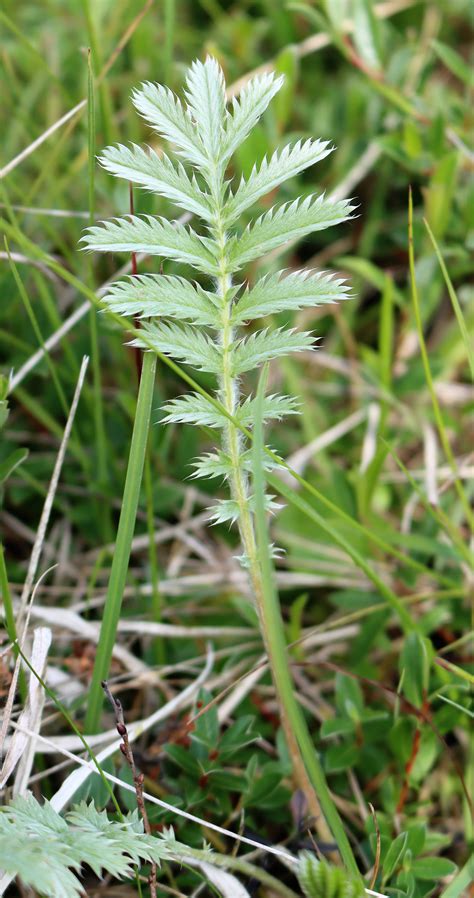 Potentilla anserina. Silverweed. | Flora, Rosaceae