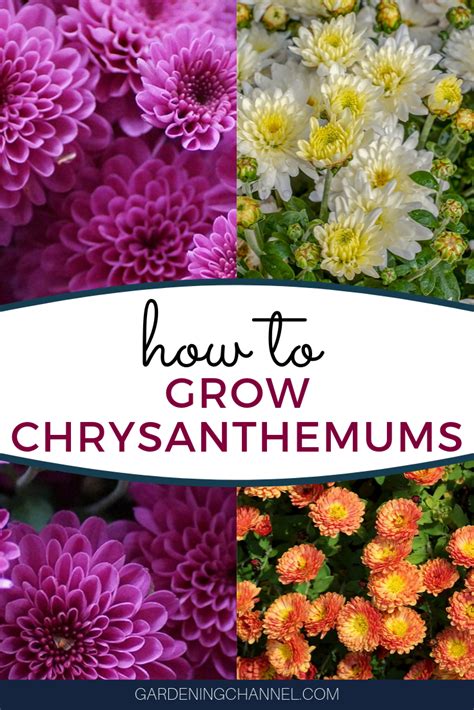 How To Grow Chrysanthemums Gardening Channel Chrysanthemum Growing