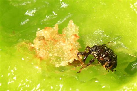 Pepper Weevil Anthonomus Eugenii Bugguidenet