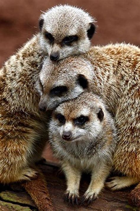 Cute Meerkats Cute Meerkats Photos Animal Photos