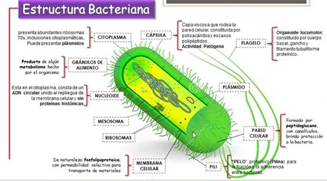 Estructura De La Celula Bacteriana Del Reino Monera Idea E Images