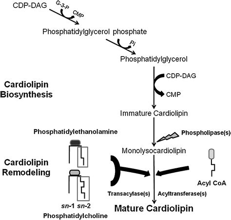 Dynamic Simulation Of Cardiolipin Remodeling Greasing The Wheels For