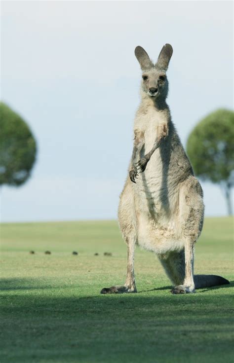 The Fascinating World Of Kangaroos Discover The Wonders Of Australias