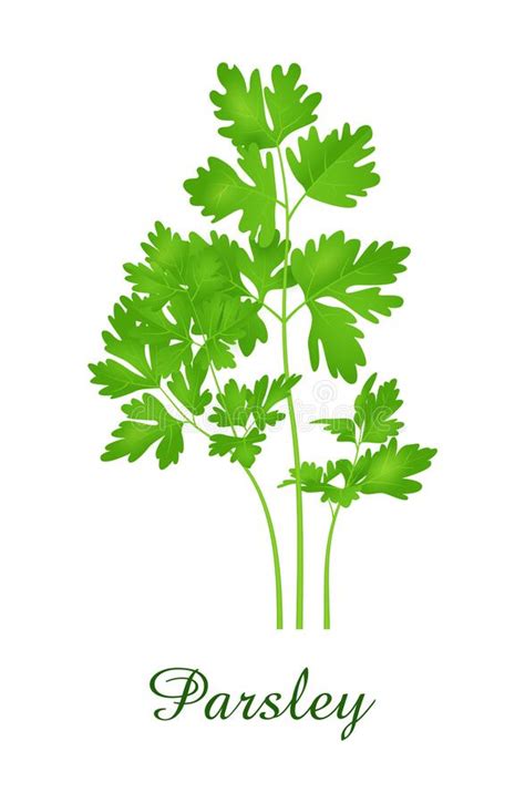 Parsley Plant Food Green Grasses Herbs And Plants Collection Stock