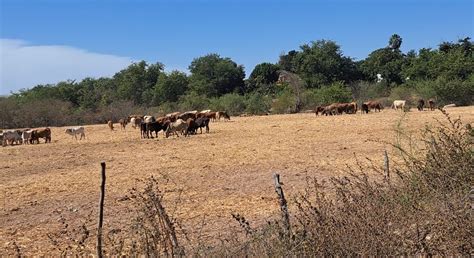 Ganaderos De Guasave Se Unen Contra La Sequ A Y Buscan Soluciones