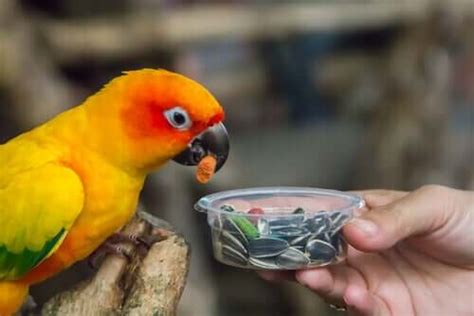 Parrot Diet and Nutrition - Facts and Tips - My Animals