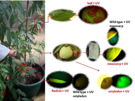 Genetic Transformation Strategies In Fruit Crops Intechopen