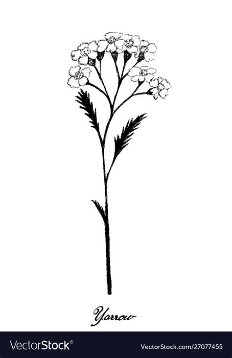 Hand Drawn Achillea Millefolium Or Yarrow Plant Vector Image