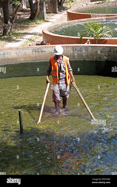 Harvesting Fish From Tilapia Cultivation Ponds Haller Park Mombasa