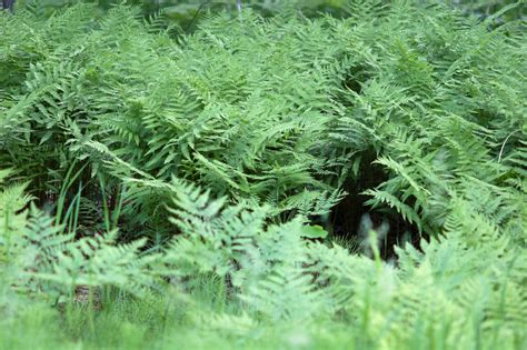 Northland Nature Ferns Thrive In Summer Woods Duluth News Tribune