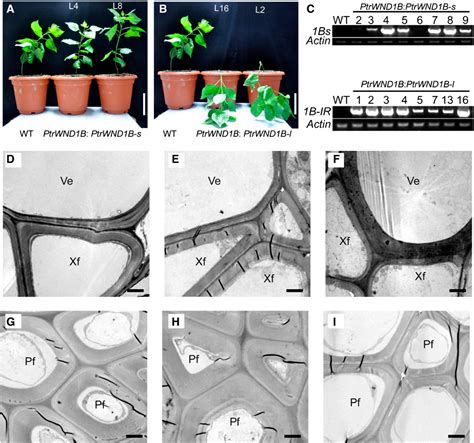 Figure 8 From Intron Mediated Alternative Splicing Of WOOD ASSOCIATED