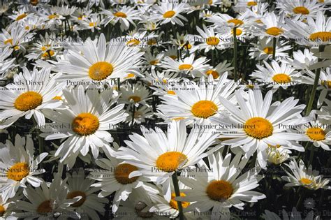 Chrysanthemum Maximum Shasta Daisy | Flowers | Premier Seeds Direct ltd