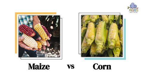 Maize vs Corn: Similarities and Differences