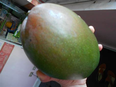 BIIIIG INDIAN MANGO!! | Food alert, Mango, Mouth watering