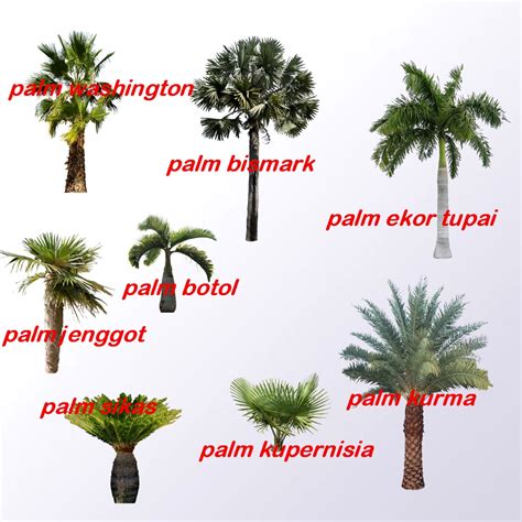 jenis tanaman tropis  taman