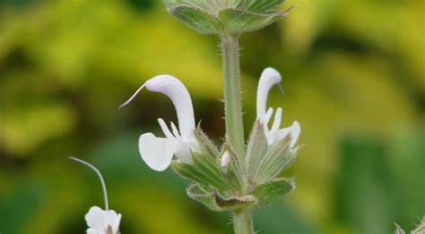 Salvia Palaestina Victorian Salvia Study Group