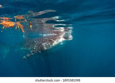 Whale Shark Eating Plankton Stock Photo 1895585398 | Shutterstock