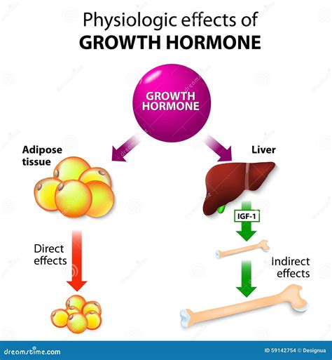 Hormone De Croissance Ou Somatotropin Ou Somatropin Illustration De Vecteur Illustration Du