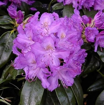 Rododendras Hibridinis Catawbiense Grandiflorum