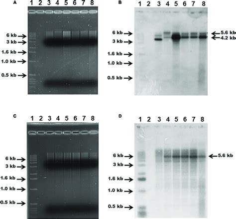 Agarose Gel 1 Electrophoresis Of G Anatis Total Dna Digested With Download Scientific