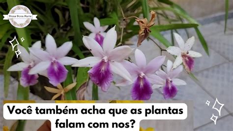 Dicas Dona Maria Voc Tamb M Acha Que As Plantas Falam Nos Youtube