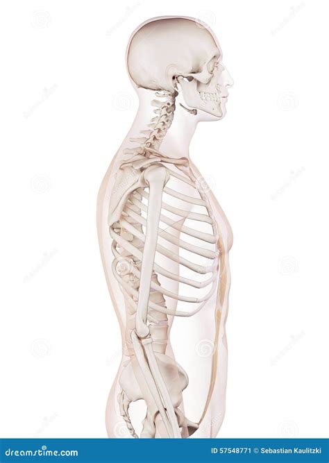 Rectus Abdominis Royalty-Free Illustration | CartoonDealer.com #141762183