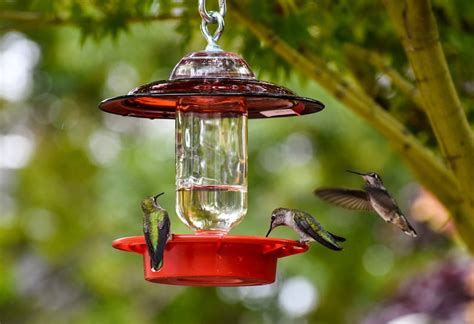 Hummingbird Feeder Bee Proof With Choice of 8 Oz Clear or - Etsy