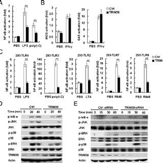 TRIM38 Negatively Regulates TLR Induced NF K B Activation A And B