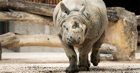 Indian Rhino Skin