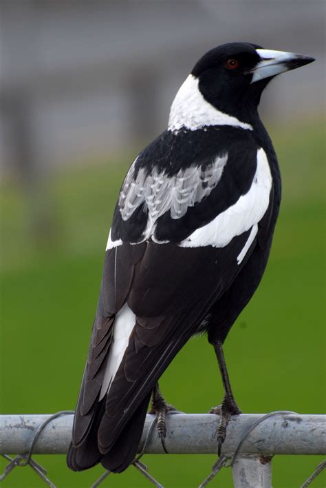 Australian Magpie New Zealand Birds Online