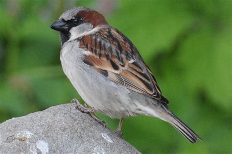 House Sparrow Passer Domesticus Observation Org