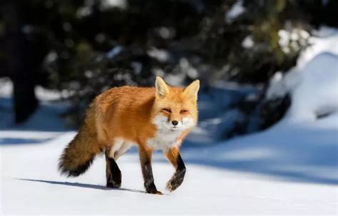 All About Fox Meaning And Symbolism