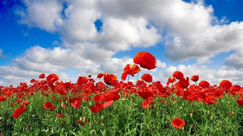 Red poppy field wallpaper - backiee