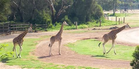 Giant arrivals at Werribee Zoo - bay 93.9