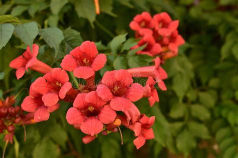 Beautiful Red Flowers Of The Trumpet Vine Or Trumpet Creeper Campsis