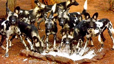 Why Is African Wild Dog Endangered - Danger Choices