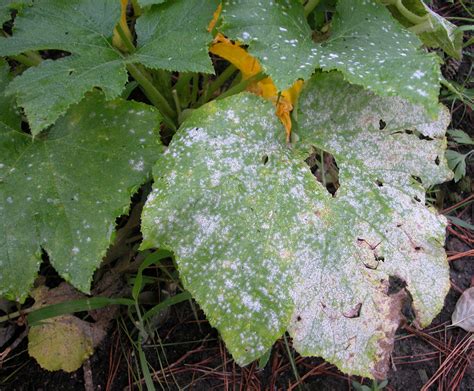 Powdery Mildew On Squash And Cukes Laidback Gardener