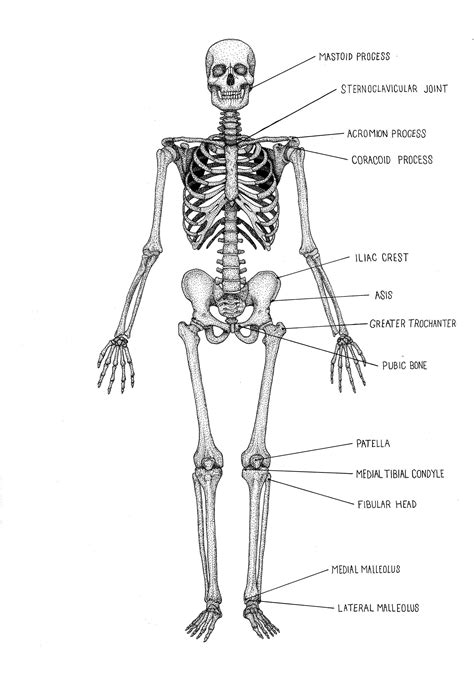 Human Skeleton Diagram Unlabelled