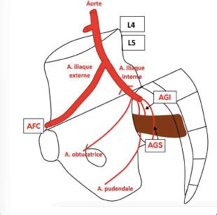 Vascularisation du membre inférieur Cartes Quizlet