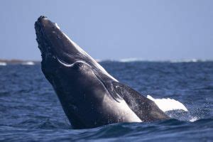 Baleine Bleue Balaenoptera Musculus Tous Les Animaux