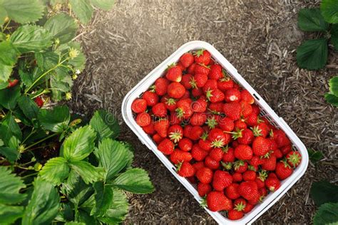 Strawberries In Basket On The Ground In The Field At A Farm Stock